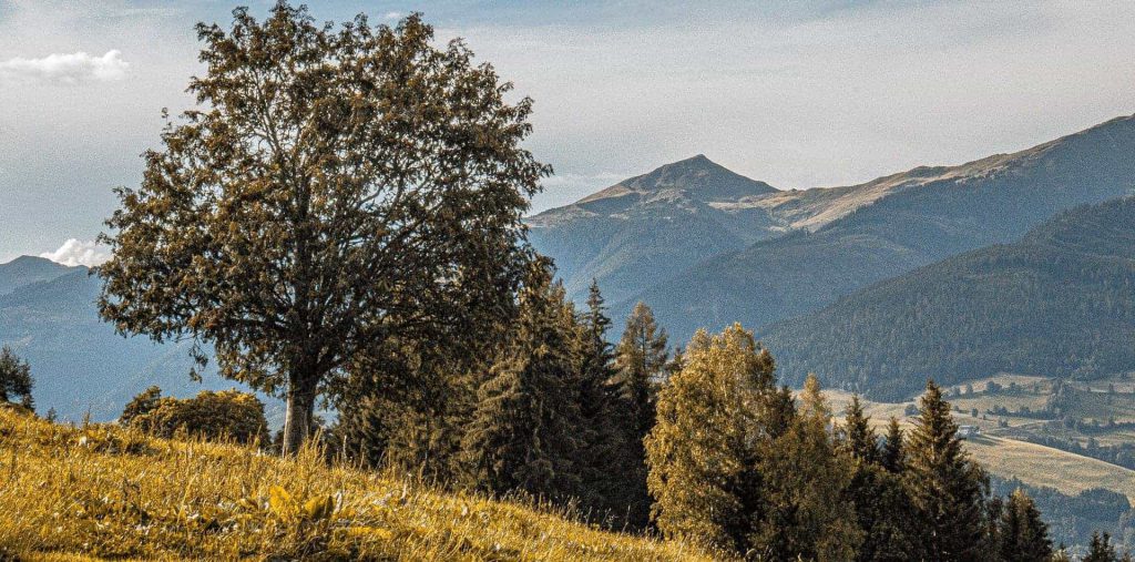Saftige Almwiese mit Baum, Blick auf Berge der Hohen Tauern, Bio-Bauernhof Urlaub Alpen